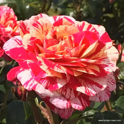 2 x Rosier Kordes – Rosa &lsquo;Abracadabra&rsquo;