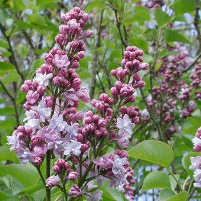 2 x Lilas commun &lsquo;Michel Buchner&rsquo; – Syringa vulgaris &lsquo;Michel Buchner&rsquo;  – 40-60 cm pot