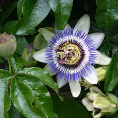 2 x Passiflore bleue – Passiflora caerulea  – 50-60 cm pot