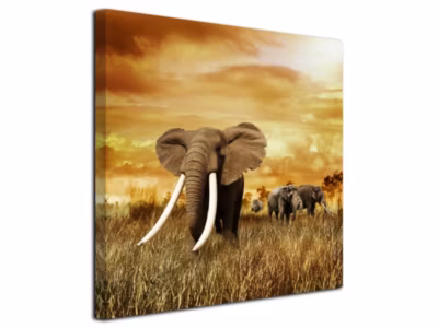 DECLINA, Tableau toile imprimée, animaux, Tableau l&rsquo;éléphant toile imprimée, 80×80 cm