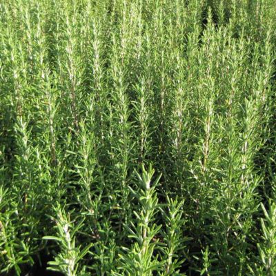 2 x Romarin officinal – Rosmarinus officinalis  – 25-30 cm pot
