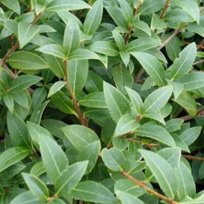2 x Osmanthe de Burkwood – Osmanthus burkwoodii  – 30-50 cm pot