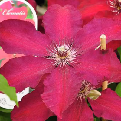 2 x Clématite &lsquo;Westerplatte&rsquo; – Clematis &lsquo;Westerplatte&rsquo;  – 50-60 cm pot