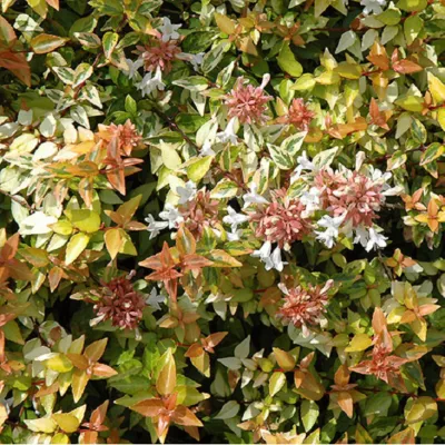 2 x Abélie – Abelia grandiflora &lsquo;Kaleidoscope&rsquo;  – 25-30 cm pot