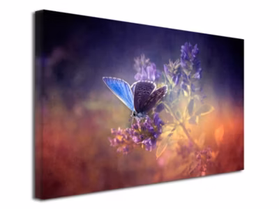 DECLINA, Tableau toile imprimée, animaux, Tableau décoratif Papillons colorés , 80×50 cm