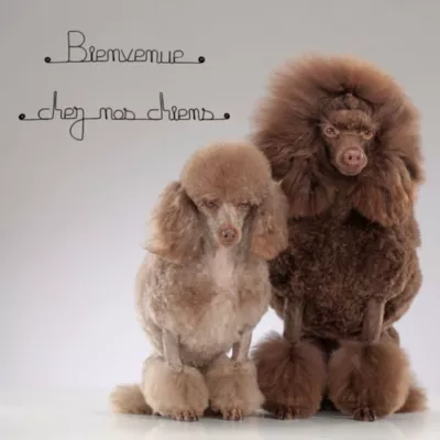 Bienvenue chez nos chiens – Sculpture fil de fer 50-60 cm – Bijoux de mur