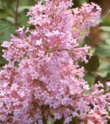 2 x Lilas de Chine &lsquo;Josée&rsquo; – Syringa &lsquo;Josee&rsquo;  – 40-60 cm pot